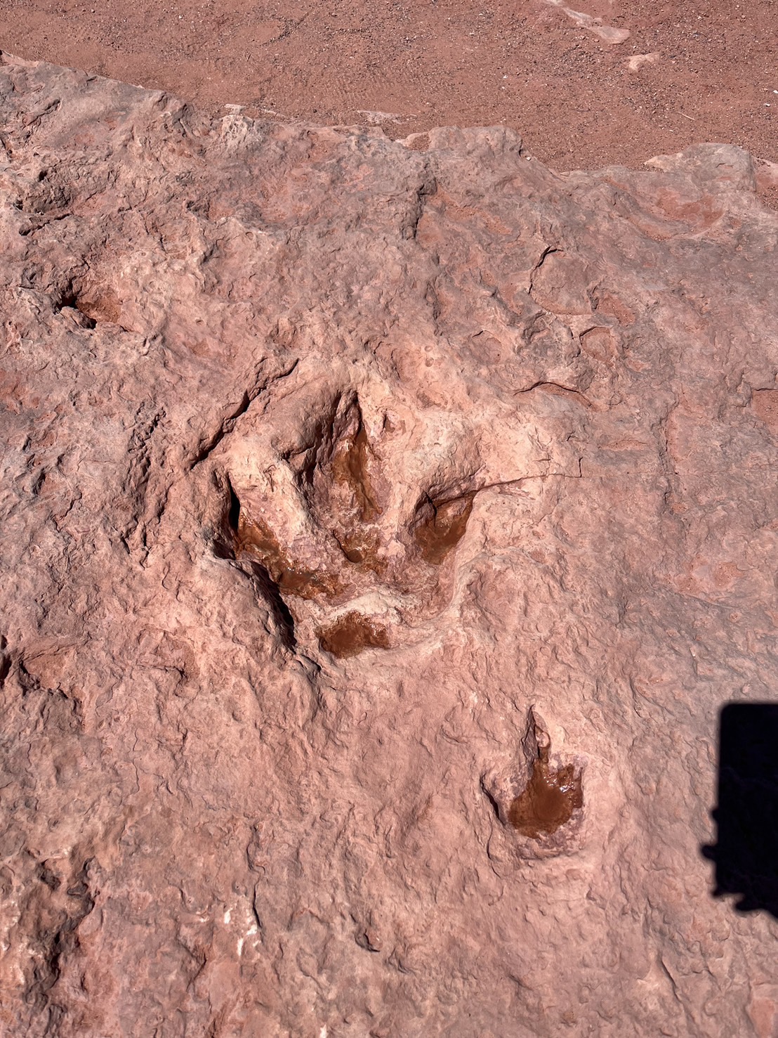 恐竜の足跡の化石