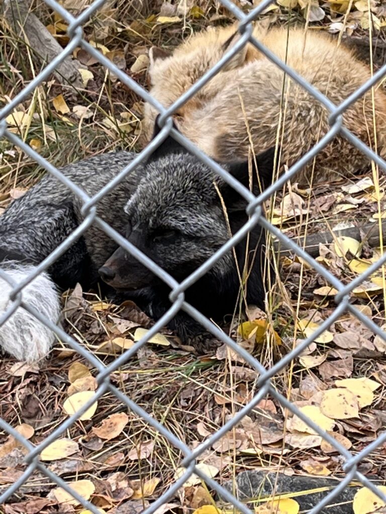 きつねのお昼寝